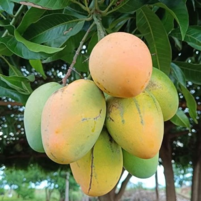 গোবিন্দভোগ আম ছবি ৩